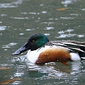 Northern Shovelers are not so common in Tokyo but seen in places. Inokashira Park near Kichijoji.<br />Canon EOS 6D + EF400 F5.6